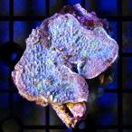 ( коралл ) один пункт предмет kika коралл sp. CM-19579(1 шт )