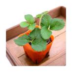 （観葉植物）デルモンテ　野菜苗　イチゴ　めちゃデカッ！いちご（四季成り）　３号（１ポット）　家庭菜園　果物　フルーツ