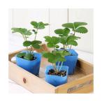 （観葉植物）デルモンテ　野菜苗　イチゴ　めちゃウマッ！いちご（四季成り）　３号（１ポット）　家庭菜園　果物　フルーツ