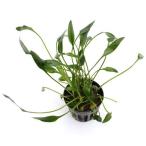 ( водоросли ) Cryptocoryne rutea(1 pot минут )