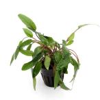 ( водоросли ) Cryptocoryne wen чай Brown (1 pot минут )