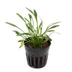 ( водоросли ) Cryptocoryne Pal va восток юг рейс (1 pot минут )