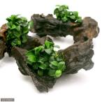 ( водоросли ) Anubias nana маленький коряга SS размер ( водный лист )( 1 шт. )( примерно 10cm)
