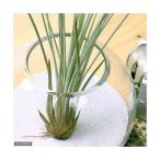 エアープランツチランジアジュンセア