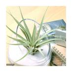 エアープランツチランジアカピタータ