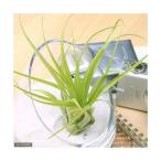 エアープランツチランジアブラキカウロス