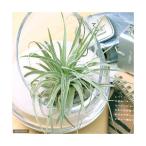 エアープランツチランジアベリッキアーナ