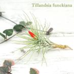 エアープランツチランジアフンキアナ