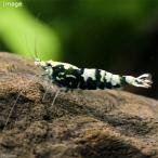 無選別フィッシュボーン・シュリンプ...