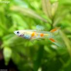 ( тропическая рыба ) end la-z* Guppy золотой la year tail мужской ( иностранного производства )(5 шт ) Hokkaido авиапочта необходимо теплоизоляция 