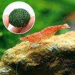 ( креветка ) Cherry красный шримс (12 шт )+ наматывать длина Willow Moss Mix мяч (1 шт ) Hokkaido * Kyushu авиапочта необходимо теплоизоляция 