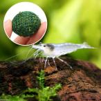 スノーホワイトシュリンプ＋巻きたて...