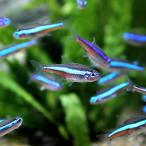 ( тропическая рыба ) зеленый neon Tetra ( bleed )(10 шт ) Hokkaido * Kyushu авиапочта необходимо теплоизоляция 