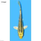 （錦鯉）金松葉／キンマツバ　ニシキゴイ　１４〜１８ｃｍ（１匹）