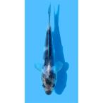 ( цветной карп ) Германия белый ..8~13cm(1 шт )