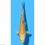 ( цветной карп ) гора дуть желтый золотой 8~13cm(3 шт )