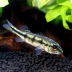 キクラ・テメンシス北海道・九州航空...