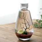 ( креветка ) тент тент * бутылка (. type * красный ) Хонсю Сикоку ограничение 