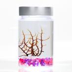 ( креветка ) тент тент * Bubble ювелирные изделия бутылка ( красный ) Хонсю Сикоку ограничение 