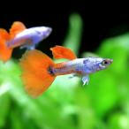 ( тропическая рыба ) платина красный хвост Dumbo * Guppy мужской ( иностранного производства )(3 шт ) Hokkaido * Kyushu авиапочта необходимо теплоизоляция 