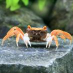 ( креветка * краб ) красный De Ville * Club Full color (1 шт ) Hokkaido * Kyushu авиапочта необходимо теплоизоляция 