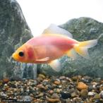 ( местного производства золотая рыбка ) молоко Japanese wakin (1 шт )