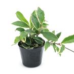 ( декоративное растение ) Hoya ka Renault sa( Sakura Ran ) 3 номер (1 pot )