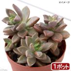 ( суккулентное растение )glaptopetarum bronze .2.5~3 номер (1 pot )