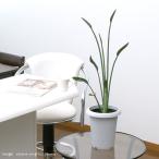 （観葉植物）ストレリチア　ユンケア（ノンリーフ）　６号（１鉢）