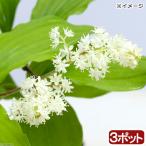 ( луговые и горные травы )yuki The sa( снег .)3 номер (3 pot комплект )(.. состояние )