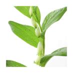 ( луговые и горные травы )himeizi(.amadokoro) 3.5 номер (1 pot )(.. состояние ) огород 