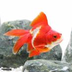 ( местного производства золотая рыбка ). рисовое поле Ryuukin ..(1 шт )