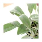 ( декоративное растение ) трава рассада Ram z year 3 номер (1 pot ) огород 