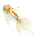 ( местного производства золотая рыбка ) один пункт предмет желтый Sakura восток . Yoshino . рыба место производство 17cm±(1 шт )