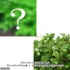 ( водоросли ) Glossostigma легкий вода . комплект Glossostigma + случайный водный лист ( нет пестициды )(3 вид 10шт.@)