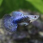 ( тропическая рыба ) Blue Dragon * Guppy ( местного производства Guppy )(1 пара ) Hokkaido авиапочта необходимо теплоизоляция 