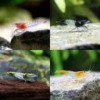 ルリーシュリンプ４種セット北海道・...