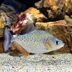 カタリーナ・ピラニア北海道・九州航...