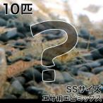 ( креветка ) корм для креветка Mix SS размер (10 шт )
