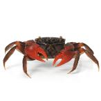 ( креветка * краб ) красный Spider Club (1 шт ) Hokkaido * Kyushu авиапочта необходимо теплоизоляция 