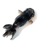 ( местного производства золотая рыбка ) один пункт предмет . цвет Edo .... рыба место производство 13cm±(1 шт )