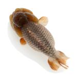 ( золотая рыбка ) один пункт предмет .. золотая рыбка ( China производство )9cm±(1 шт ) Hokkaido авиапочта необходимо теплоизоляция 