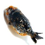 ( золотая рыбка ) один пункт предмет toli цвет золотая рыбка 17cm±( China производство )(1 шт ) Hokkaido * Kyushu авиапочта необходимо теплоизоляция 