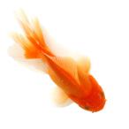 ( золотая рыбка ) один пункт предмет Голландия Lion Mask rose tail 14cm±( иностранного производства )(1 шт )