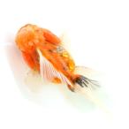 {..}( золотая рыбка ) один пункт предмет Голландия Lion Mask rose tail 11cm±( иностранного производства )(1 шт )