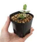 ( луговые и горные травы ) голубой Ben Kei saw ( синий ...) (1 pot )(.. состояние )