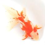 ( местного производства золотая рыбка ) один пункт предмет .. Ryuukin 19cm± высота .. рыба место производство (1 шт )