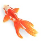 ( местного производства золотая рыбка ) один пункт предмет .. Ryuukin 19cm± высота .. рыба место производство (1 шт )