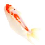 ( местного производства золотая рыбка ) один пункт предмет .. Japanese wakin ... рыба место 16cm±(1 шт )