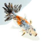 ( местного производства золотая рыбка ) один пункт предмет Edo металлы 10cm± (1 шт )